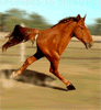 funny two legged horse emoticon