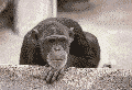Monkey Shaking Head animated emoticon