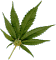 Smiley rolling a joint emoticon (Drug emoticons)