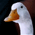 Angry Goose emoticon (Bird emoticons)