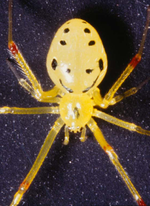 icon of hawaiian spider smiley back