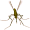 Mosquito