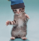 Dancing Kitten emoticon (Cat emoticons)