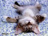 Sleeping kitten emoticon (Cat emoticons)