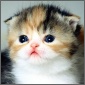 Super cute kitten emoticon (Cat emoticons)