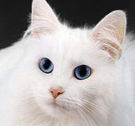 smiley of white cat