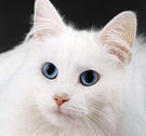 White Cat emoticon (Cat emoticons)