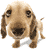 Funny Dog animated emoticon
