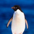 Penguin Picture emoticon