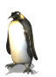penguin wave icon